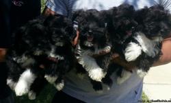 5 beautiful and loving purebred 9 week old Miniature Schnauzers puppies for sale with their first round of shots! 3 girls and 1 boy. The parents are shown in the photos. They're great family pets and wonderful with kids.
$475 OBO.
If interested, call or