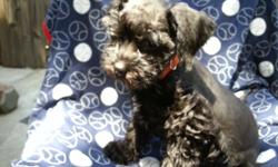 Two beautiful miniature schnauzers puppies only 8 week's old. All black, dewormed, puppy pad trained, and ready to go.