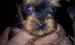 Miniature Yorkshire Terrier Puppies! CKC registered All shot's up to date!