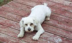Zach is a medium size white Bichon frise with a blue collar and Arizona tags, he was lost around Oct. 20 and was last seen in the Damonte ranch area Reno Nevada.