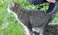 Missing 9 year old, male, brown tabby. Responds to Jax. Jax has 4 white paws, a white muzzle going down his neck and onto his chest, a black freckle on his nose, and the tip of his tail is white. He is very friendly. Went miss the evening of July 12 in