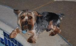 Missing male yorkie, named Baxter. He was wearing a small black collar with two tags. Last seen at 121 Mabry Ln. in Red Oak. He disappeared 10/13/10 and haven't seen him since. This is my 4 year old daughter's dog and she will be devastated if he's not