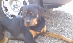Female 2 years old Rottweiler. She was taken from my yard in Gilbert, SC. She has been spayed and is micro chipped. A reward is offered for her return. I love this dog please help me find her!
803-713-4484
staciej733@yahoo.com