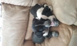 I have two puppies one male and one female both are black and white.&nbsp;
&nbsp;
&nbsp;
Mom is a German Shorthaired Pointer dad is a black lab and basset hound mix
&nbsp;
Call or email me to come see them
&nbsp;
916-721-0377