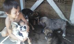I have got this puppys when i moved here they was dieing so i have been takeing care of tham thay was to scared now they love to paly. thay are sweet puppys there are 6 of tham. plz calls or text only