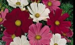 Cosmos is a relatively easy flower to grow with decent drought tolerance. The Sonata mix is a compact version growing to about two feet tall. Sonata flowers are golden yellow in the center. Sonata plants are for full sun and do poorly in short sunlight or