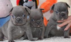 Mixed Male and Female Solid Blue French Bulldog Puppies For Sale.Just Ready now if interested please simply contact me by text at: (818) - 856 - 2 1 7 1