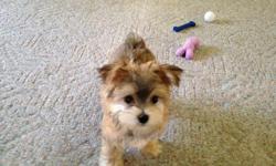 ADORABLE MALE MORKIE, 4 MONTHS OLD. TAN WITH COPPER AND BLACK TIPS, CREAM FACE AND PAWS. I LOVE TO PLAY! &nbsp; I WEIGH 4 LBS, AND I AM POTTY PAD TRAINED. I ALSO HAVE ALREADY LEARNED THE COMMAND "SIT" BECAUSE I AM SO SMART! &nbsp;I AM UP TO DATE WITH MY
