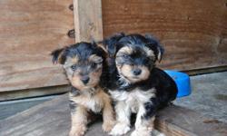 YORKIE+MALTESE= MORKIE PUPPY, CUTE, T-CUP, 805 901 2260