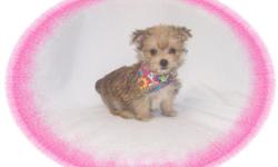 This baby girl is a little peanut. She has a great big personality. She is full of zip and loves to play. She is a Yorkie and a Maltese mix-"Morkie". She is hypo allergenic and has a nice non shedding hair coat. She is ready for a new family to spoil