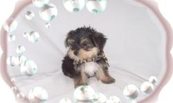 This baby boy is precious. He has a delightful personality and loves to play. He is a Maltese and a Yorkie mix-"Morkie". He is hypo allergenic and ahs a nice non shedding hair coat.He is micro chipped. He comes with his first series of shots, wormings and