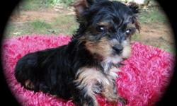 Morkies 2 females they are $500.00 each they where born on May/7/2011 This litter is 3/4 Yorkshire Terrier and 1/4 Maltese
They will weigh 5-7 pounds full grow.
They will be UTD on shots and dewormed when ready for their new home.
They are CKC registered