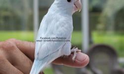 This marvelous new line of parrotlet brings a dignified theme of elegance and beauty to the aviary. &nbsp;Her stately and majestic pose shows the character of this one of a kind parrotlet. &nbsp;She makes a smashing first impression as she kisses and