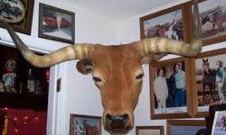 Western Man Cave Showpiece
Horns measure 6ft from tip to tip
Looks great in Office, Board Room, Business or your own personal Man Cave (Den)
&nbsp;
Please call 850-four five zero-8975 for questions
