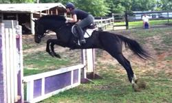 Dk bay 8yo TB gelding 16'1hh no bad habbits any one can ride has hunted and schooling shows and good on trails
bay mare 7yo 15'1 great with kidds has hunted and pony club stuff good jumper great on trails no bad habbits