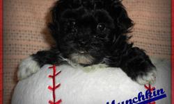 Wanting to find that perfect pal? Well look no further! Hey, I'm Munchkin! The fun, exciting Male Shihpoo! I was born on April 10th,2014. People like me for my name, my nice fluffy black and white fur, and because I am hypoallergenic and do not shed! I've