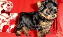 &nbsp;
We got healthy Pure breed Teacup Yorkies Puppies to offer for free adoption. . All papers adhered to them with all exporting dues granted. They are Vaccinated, Weaned and Dewormed with Updated shots records, AKC registered with grooming records for