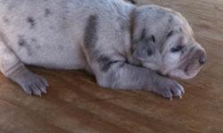 Just born: Registered nalc pure bred catahoula lep pups born 6-6-14, taking deposits for available pups 6females,1male. Pups will have registration papers, first vaccinations and dewormer. Certified breeder 270-791-9072. Dam:double glass eyed red leopard.
