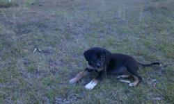 10 wks old
1 black and tan female
2 blue leapord males
excellent blood lines