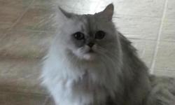 &nbsp;
Shaded silver Napoleon(munchkin mixed with Persian)&nbsp;20mth old female cat for purchase.&nbsp;
She is a rare cross breed with only 2 inch legs. Yes tiny legs and weighs 6-7pounds now. This breed is $850 on up in price, so I think my asking price
