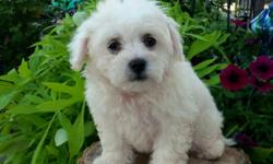 Howdy, I'm Nate! The white lovable male Malti-chon! I was born on May 28, 2016. &nbsp;I make a little puppy sounds when I sleep, but that is just puppy dreams.. They're asking $599.00 for me! I'll come with&nbsp;health guarantee,vet checked current on