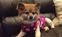 I am pomeranian girl and want to get adapted in a nice family