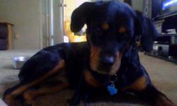 I have a beautiful female rottie(harlie) 2yrs old that needs a good and loving home. She loves attention, loves being outside(when nice out).She is inside at night! She is a real sweet heart! I need to find her a good home, someone that will love her, i