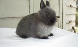 Beautiful Siamese Smoke Pearl Netherland Dwarf rabbits for sale. I have 1 doe and 1 buck for sale. They have been held every day so they are super tame and loving. They were 8 weeks old on 11/12/2010. They'll make excellent pets or breeding stock. Please