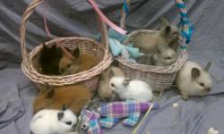Netherland Dwarf Bunnies For Sale In South Florida. ALSO AVAILABLE are the new developing breed, the cute and fluffy little new Dwarf Lionhead breed baby rabbits! Located near Fort Lauderdale, Miami, davie, plantation, Weston and other South FL areas. Our