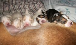 1 (one) Lemon and White Female-This pup is the only one left..She is pictured at the upper left hand side..She has beautiful markings..Very calm pup and smart...
Adorable Puppy
Parents are very calm and awesome dogs. Picture included of Parents.
A Must