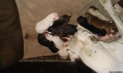 A day old bluepit puppies new to the world full blue pits its 10 of them and yes there is papers on both the moter and father and if there is any questions heres my number 314-224-9957 born april 11 2016 at 7:25am