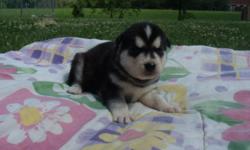 Non. Reg. Siberian Husky Puppies born 6/24/2014. 2 Black and White Males remain. Will be vet checked, de-wormed, 1st set of shots, flea prevention and transtional puppy food. $450 Call 937-829-6545 or visit our website at www.frostymeadowhuskyfarm.com