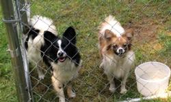 Not related pair of pappilon dogs both are a year old female is black and white male is red and white both are registered would like new owner to have papillon experience call 796-0083
