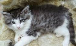 Very Beautiful Norwegian forest kittens:(779)3244518
We are looking for loving homes for our 2 beautiful full pedigree FIFe registered Norwegian Forest kittens, bred from lovely couple of our import breeding cats with excellent pedigrees with lots of