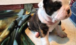 Goes by name Maggie....Great with children, well behaved, adaptable, comfortable companions with an affectionate nature. They are friendly and loving to everyone. Perfect puppy, she is just the sweetest little thing. She is an Olde English Bulldogge puppy