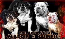 OLDE ENGLISH BULLDOGE PUPPIES DUE APRIL 24TH. TAKING $350.00 DEPOSITS NOW PARENTS &nbsp;COME FROM EXCELLENT BLOODLINES AND BOTH PARENTS CARRY TRI AND CHOCOLATE. THEY COME WITH A 1 YEAR HEALTH GUARANTEE, DEW CLAWS REMOVED, TAILS DOCKED, FIRST SHOTS,