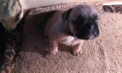 Olde English. Bulldog. Puppies. For sale 2female 1male ckc papers 1shot and first dewormed 6Wks old