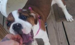 We have a 4 month old female olde english bulldogge. She is NOT the english bulldog.
Gets along well with everything including our kitten.
She is UTD on shots & wormings, and will come with her health records. Her tail has been docked!
Very smart, already