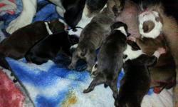 puppies are here born on november 4th they come from excellent bloodlines. puppies carry black,chocolate,tri ,and possibly blue. puppies will be registered through ioeba, tails will be docked, dew claws removed, dewormed multiple times and will be up to