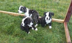 OLDE ENGLISH BULLDOGGE PUPS..Born May 24, 2016. RARE black and whites. Ready now for new forever homes. Come from Blue ribbon - Blue and Tri strong generational bloodlines. Each pup comes with papers and a health guarantee. Dewclaws and tails docked. 1st