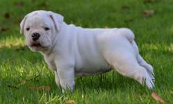 Olde English Bulldogge Puppies for sale.
3 males and 1 female available. Puppies will be ready for new home JULY 19th, 2012. Deposits are $300 to secure your spot for a pup. Health Guarantee included. Our goal is healthy athletic bulldogges with wonderful