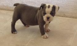 Blue olde English bulldogges with very high quality pedigree