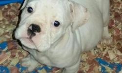 English Bulldog puppies. Need to find good and loving forever home. Dam & Sire are very loving with wonderful temperaments and great personalities . Asking 750 only 3 available give me a call&nbsp;3868460909