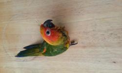 I am selling a beautiful sun conure baby.
He is 7 weeks old
He is gonna be weaned very soon.
$275 for unweaned
If you are interested, plz let me know at 270-352-1004, or 201-280-6643(Cell)
I live in Radcliff, KY