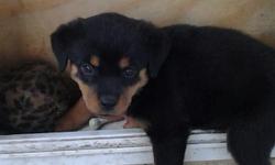 One cute and adorable German Female Rottie Pup Available Now! She's very sweet and loving,she's 8 week's,her tail and declaws have been removed. She's had her shot's and wormings. She comes with a contract and a 1 year health/hip guarantee. For more