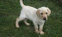 One beautiful yellow/white purebred lab puppy. 8wks old, farm raised, wormed. Very affectionate and LOVES to cuddle. Perfect for a family pet and ideal for a family with hunter in it! Family favorite of the litter so only the BEST of homes will be