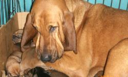 Born 11-6-10. She is unique, intriguing, very smart, and comes with endless hours of energy. She is vet-checked, 1st shots, and wormed. Bloodhounds make a great family pet. Parents are A.K.C. registered, and red in color. She is crate trained. Cell