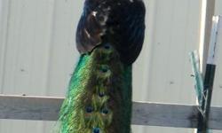 Hey, I have One week old India Blue/Black Shoulder Peafowl Chicks for sale
&nbsp;