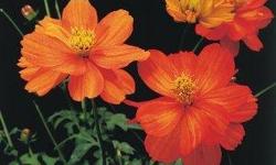Orange Cosmos is an annual,it needs to be in the sun. it will get 24"-36" it germinates 10-14 days.it blooms mid-summer to fall and very easy to grow just make sure you keep it moist after you sow the seeds. plant after the danger of frost is gone.all you