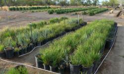 Ornamental grasses in pots as well as field grown. 1 gal/$5, 3gal/$8, 5gal/$10, 7gal/$15. We also have field grown plants that are even bigger. Feather Reed Grass, Switch Grasses, Giant Fescues and more.